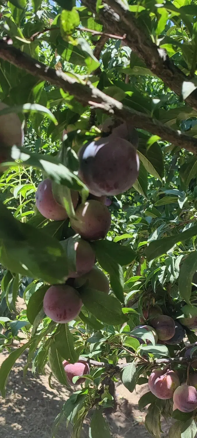 باغچه 600متری
