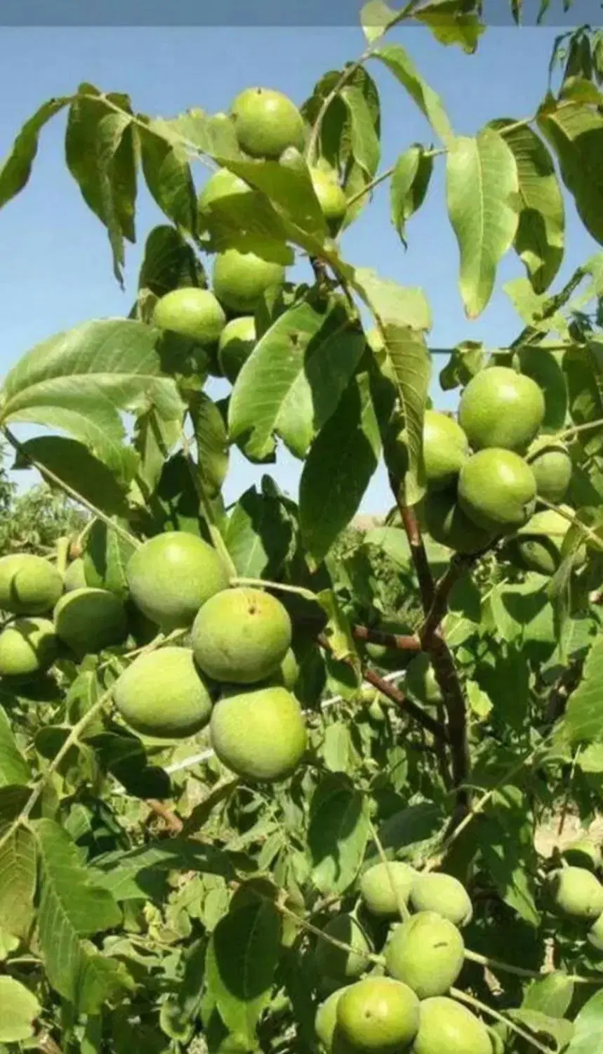 زمین کشاورزی
