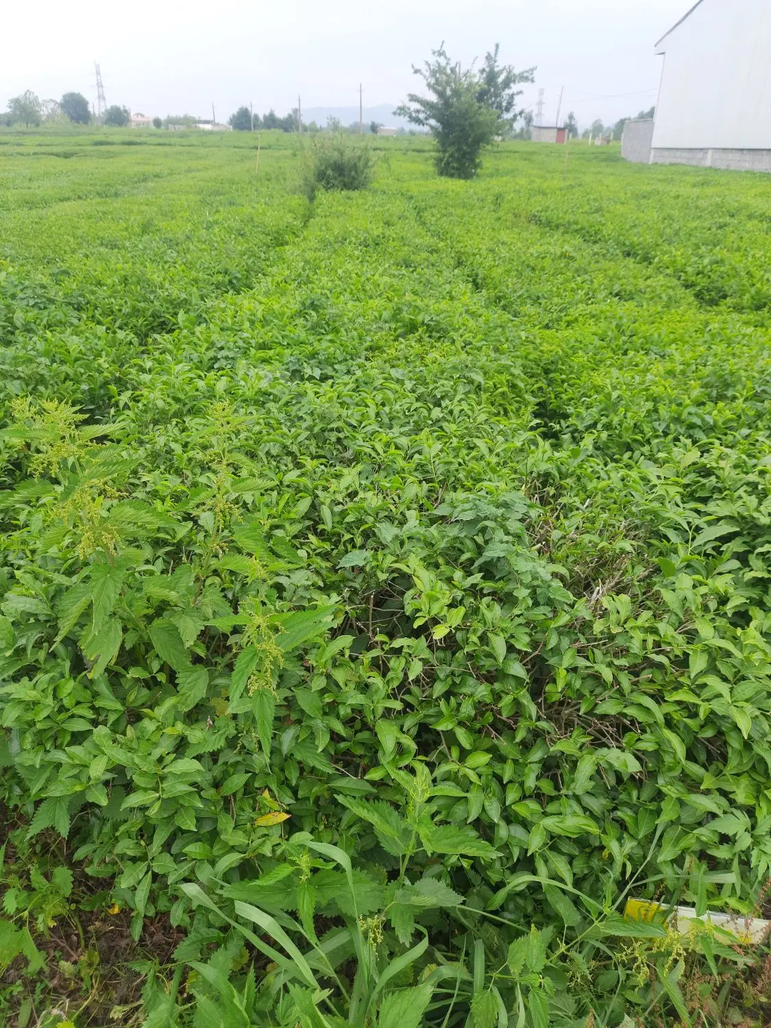 فروش زمین مسکونی