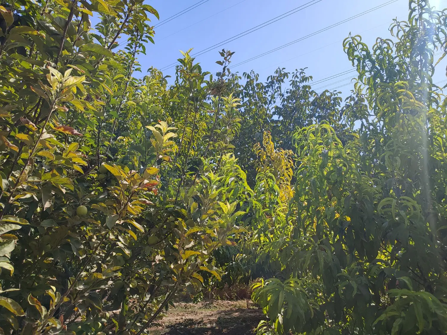 باغ میوه 800متری