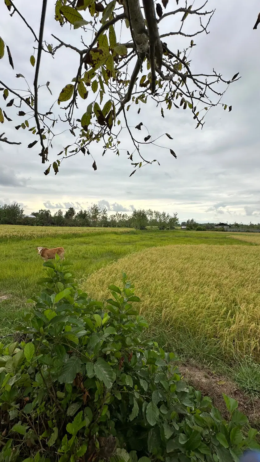 فروش زمین حومه رشت