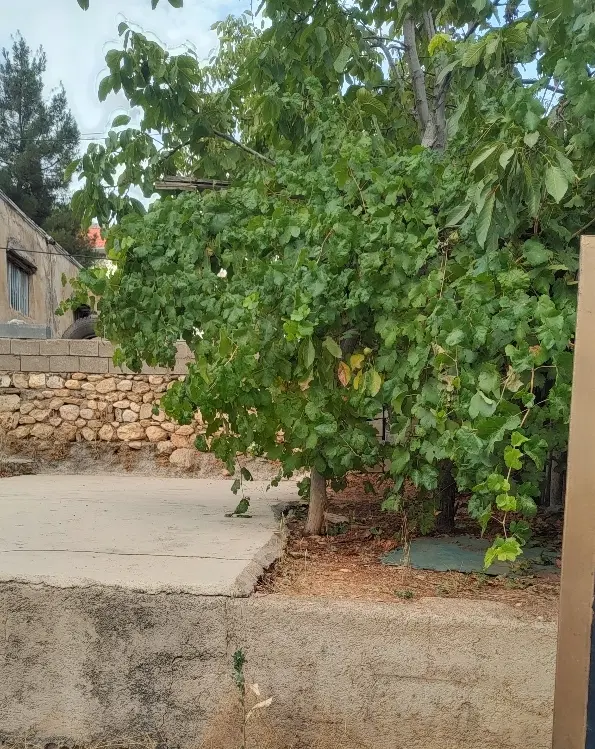 ۳۳۵متر_ خیابان رجا