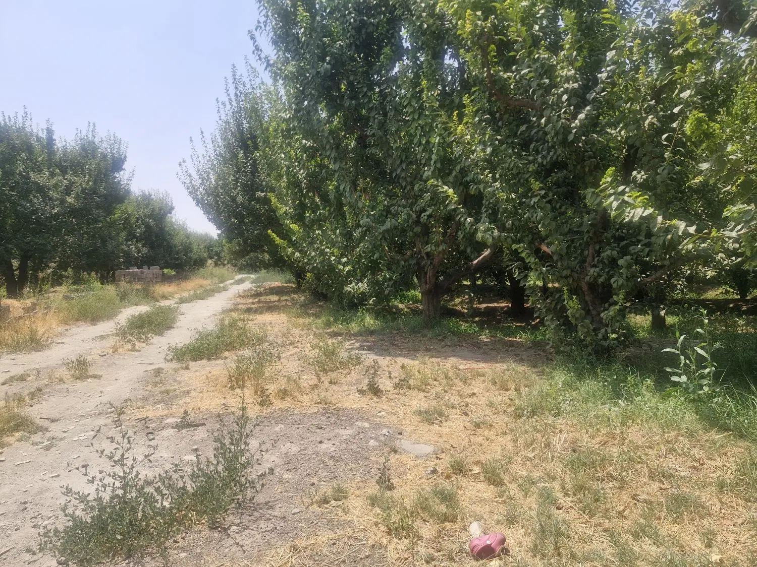 فروش باغچه