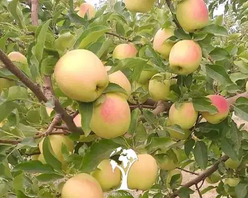 باغ سیب گلاب سمیرم