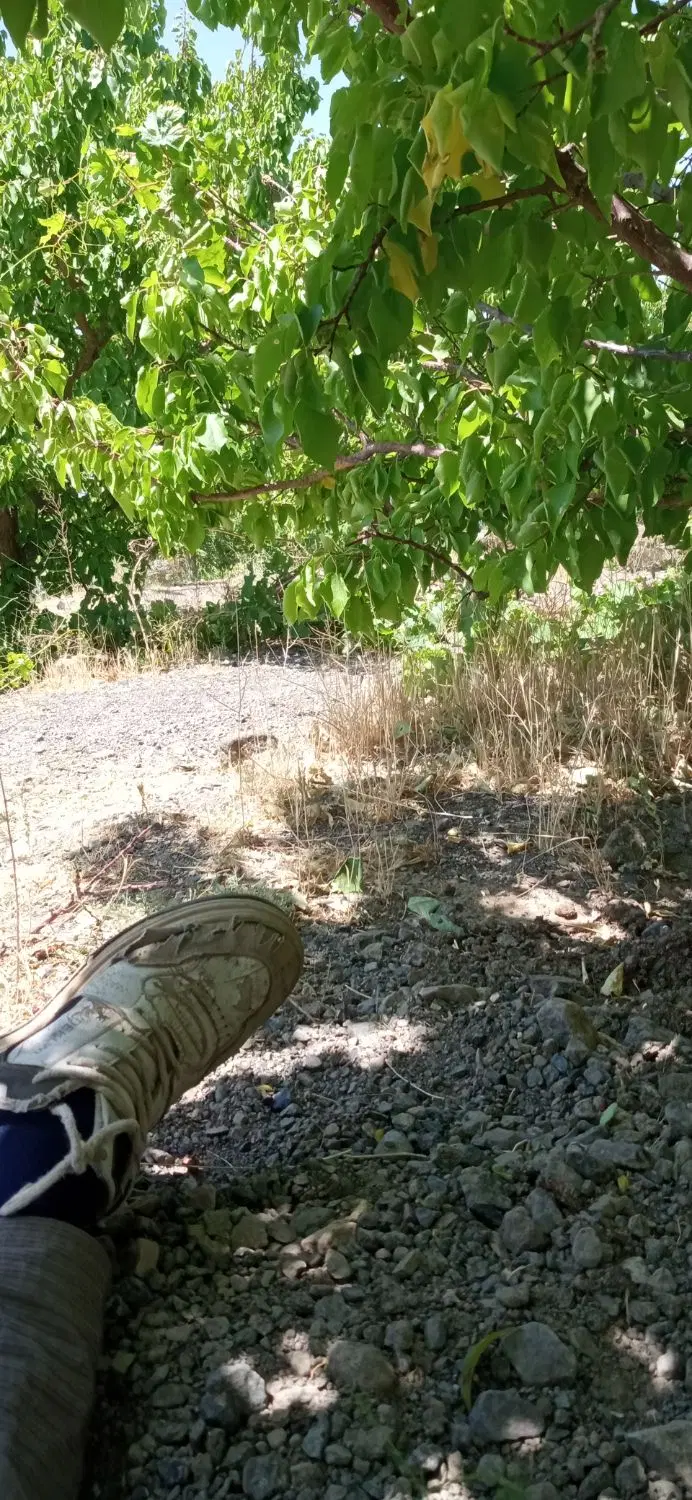 باغ فروشی روستای سدید