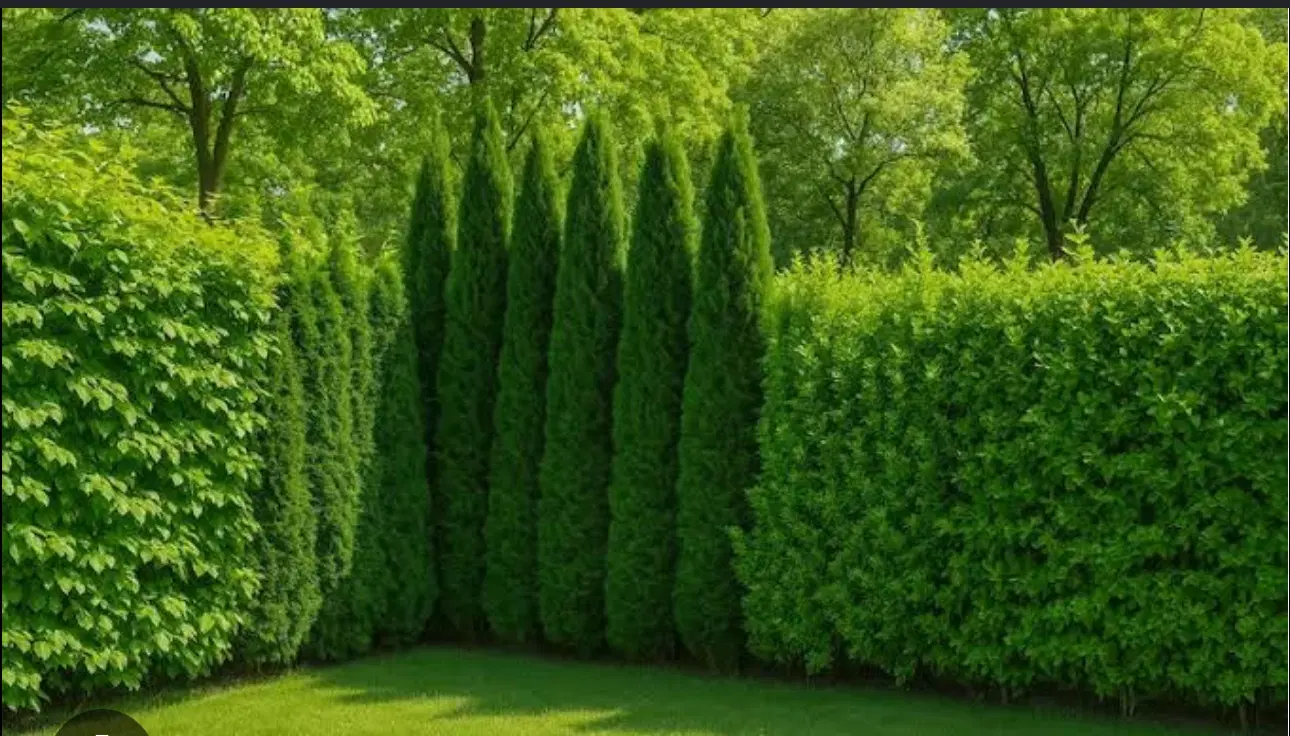 باغچه باغ بلوار افرینش