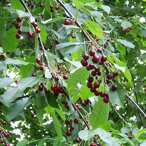 فروش خانه باغ جاده فرودگاه رو به روی خوشنوش گراچغا