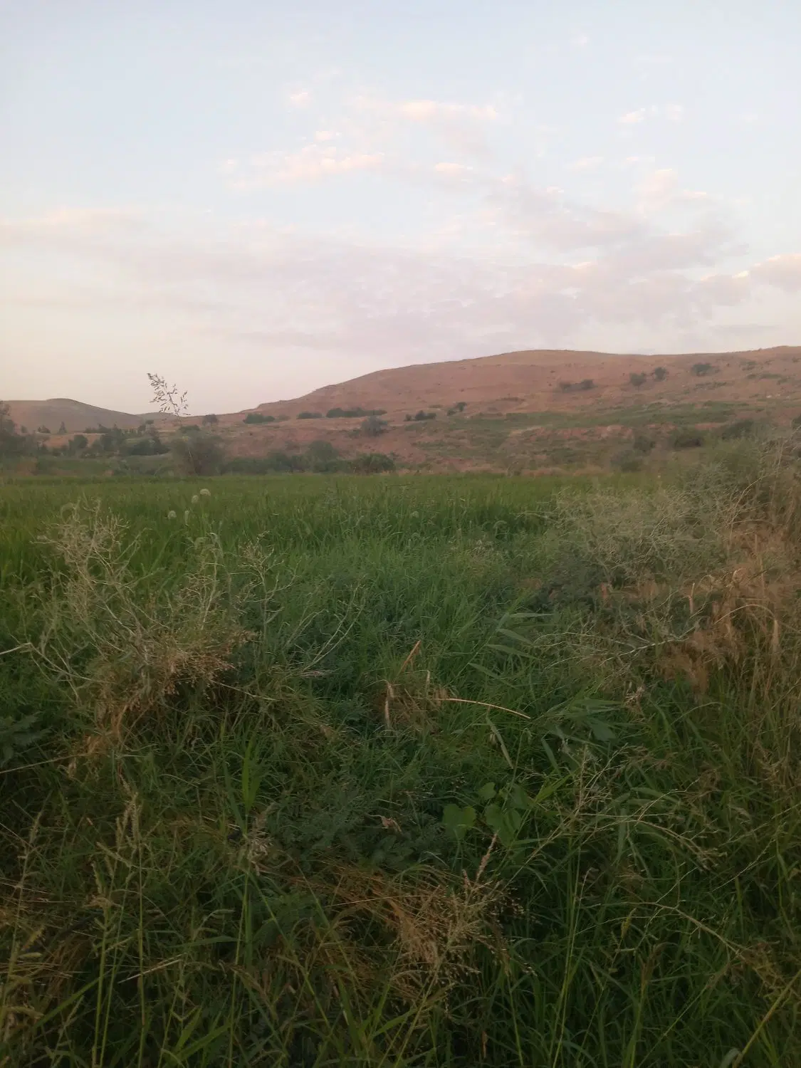 زمین کشاورزی دیم