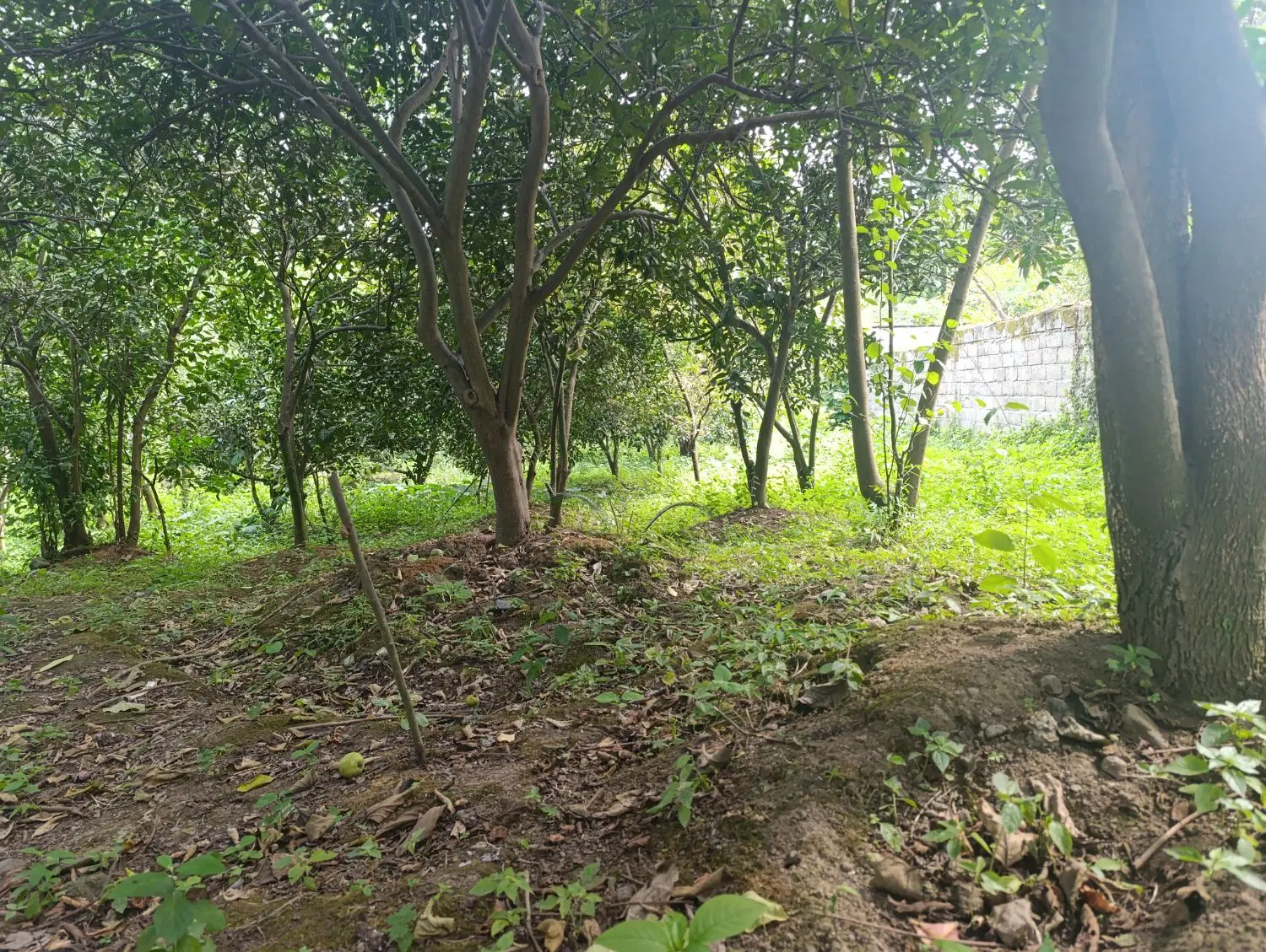 زمین مسکونی روستایی سند تک برگ ۳۲۳متر