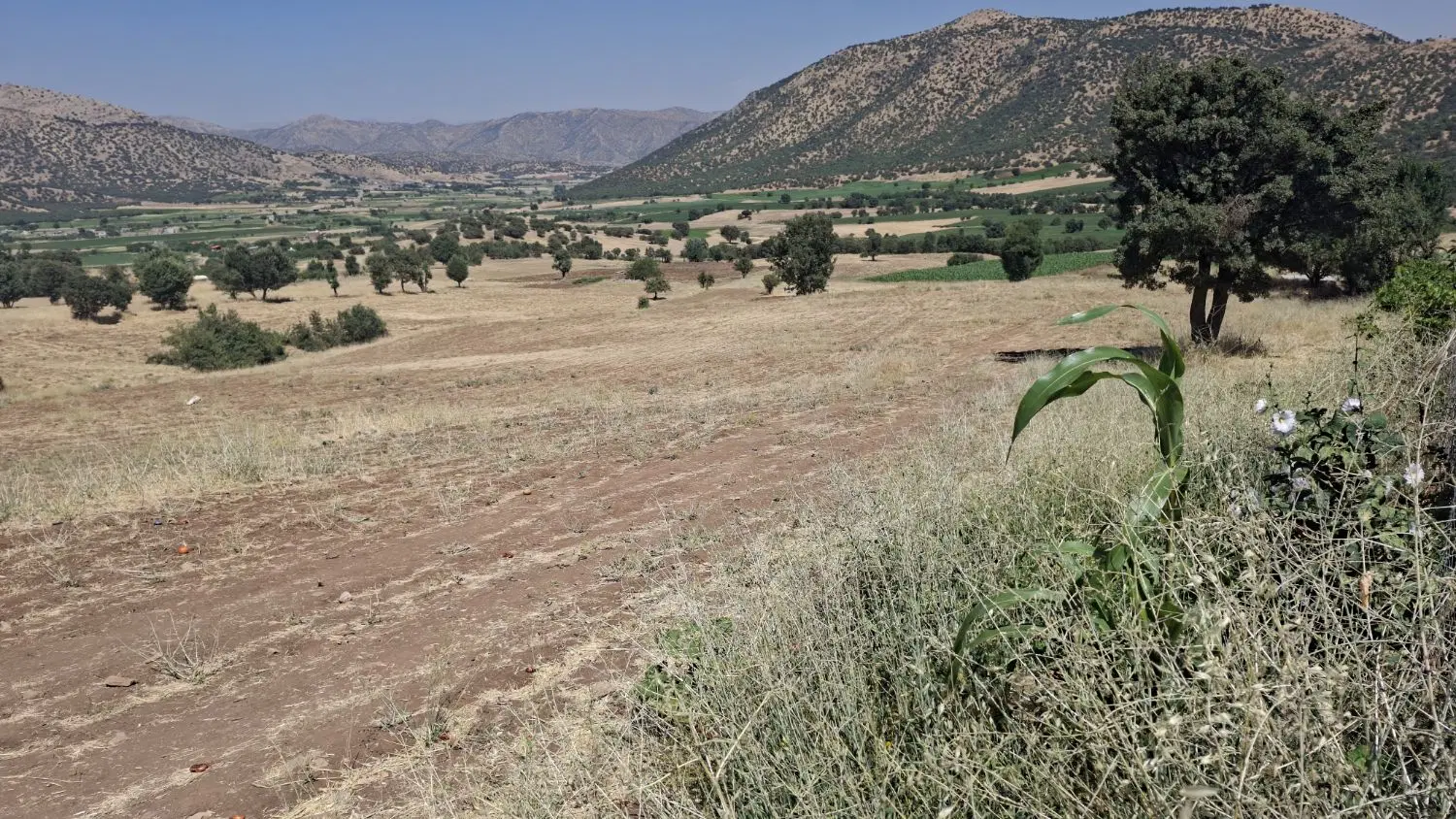 فروش زمین کشاورزی نرسیدە بەروستای چاوک
