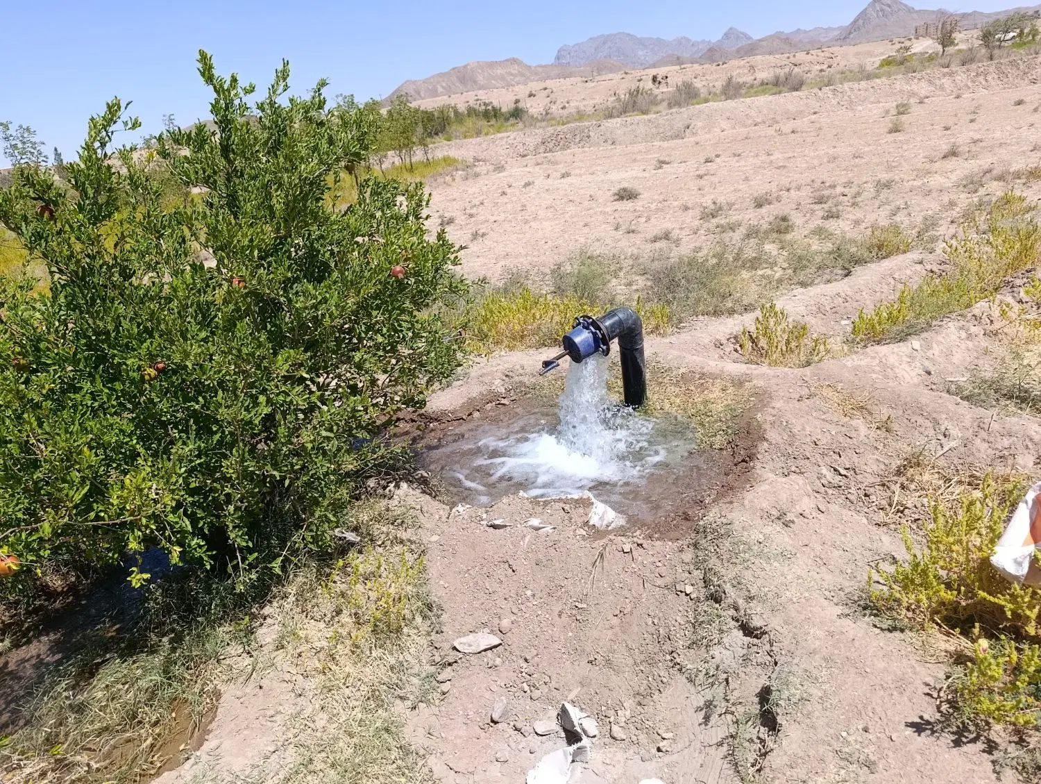 زمین کشاورزی