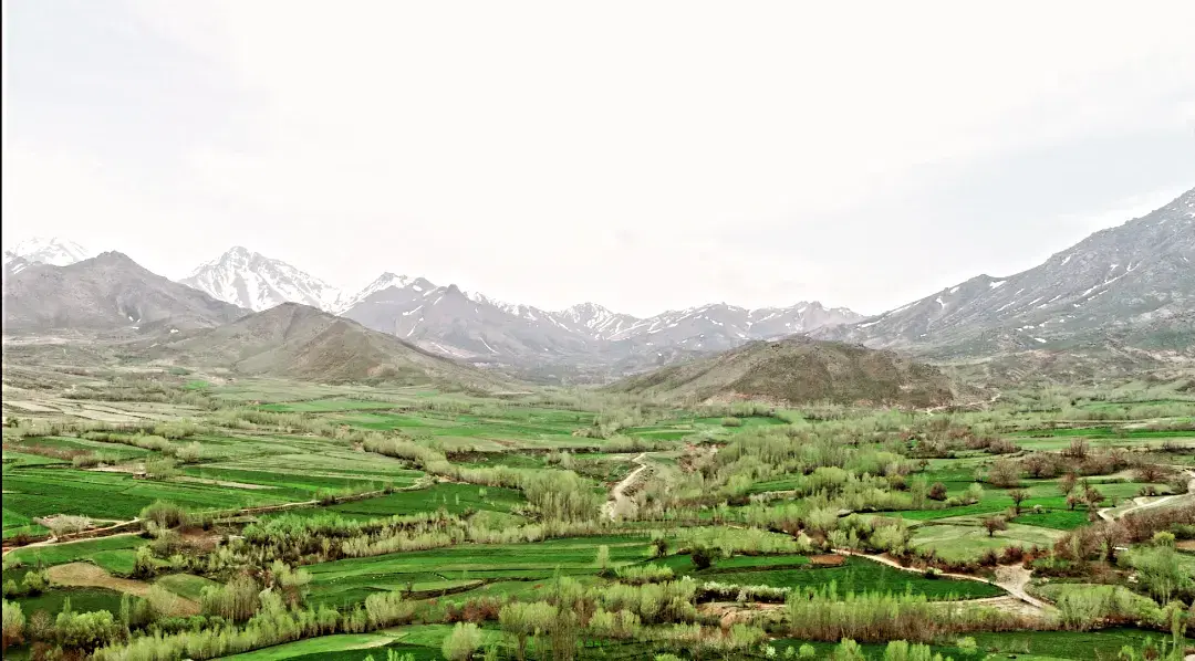 زمین باغی