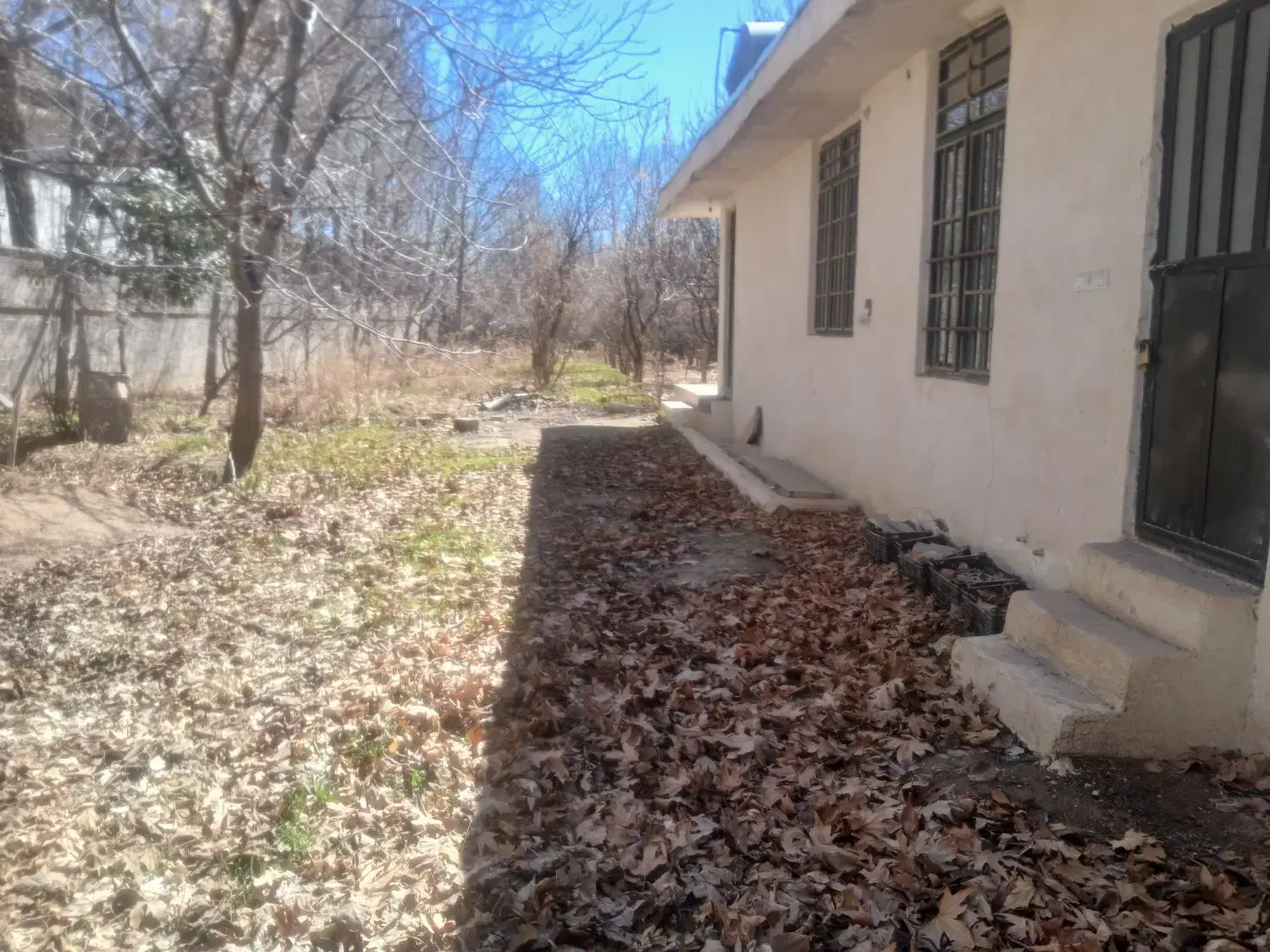 باغچه گود گویم زیتون یک