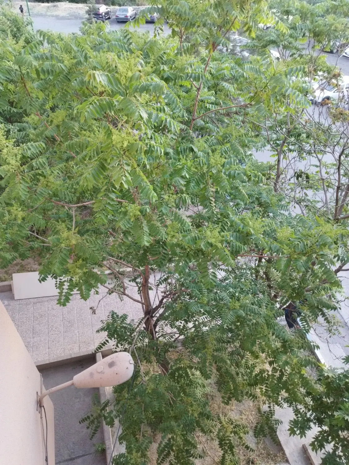 واحد تجاری دائم 50متری خیابان بعثت نبش منوچهری