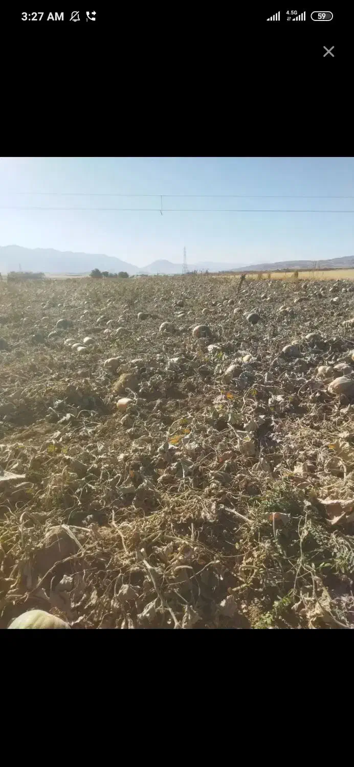 زمین دیم