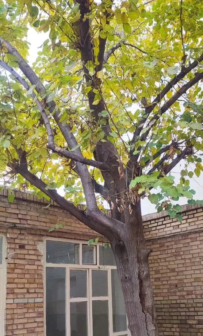 رهن واجاره خانه دربست حیاط دار