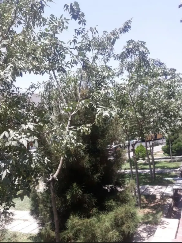 اجاره سوییت۳۵ متری