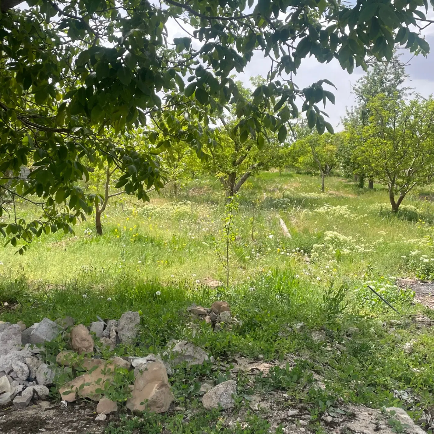 ۳۵۰متر باغ و باغچه جابان دماوند اب و برق کنتور