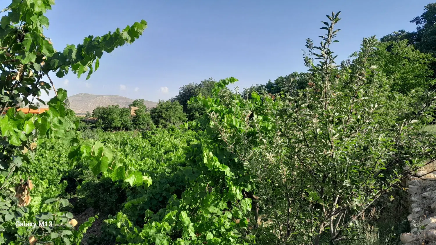 فروش باغ انگور در زوارم