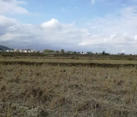 زمین باغی