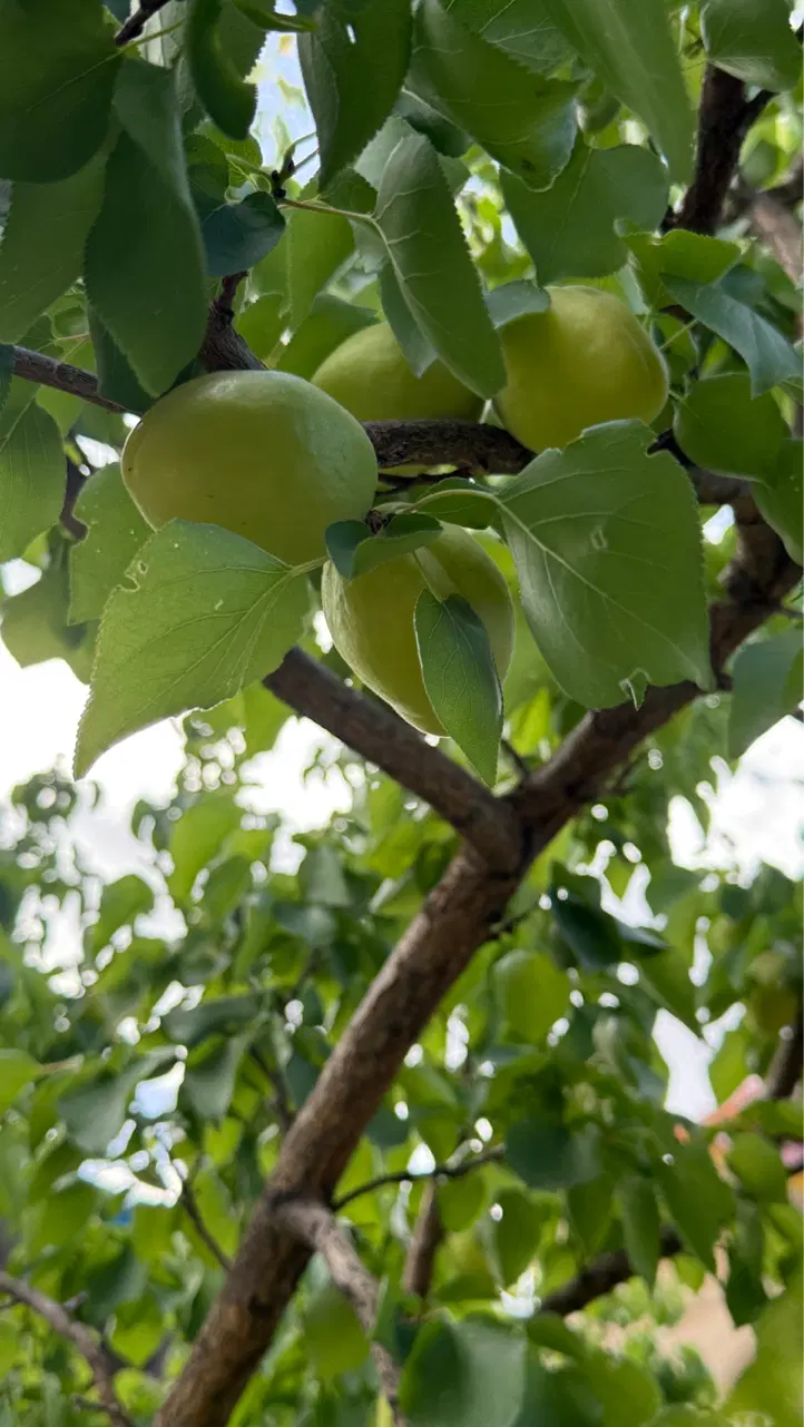 خونه باغ میم لاکچری