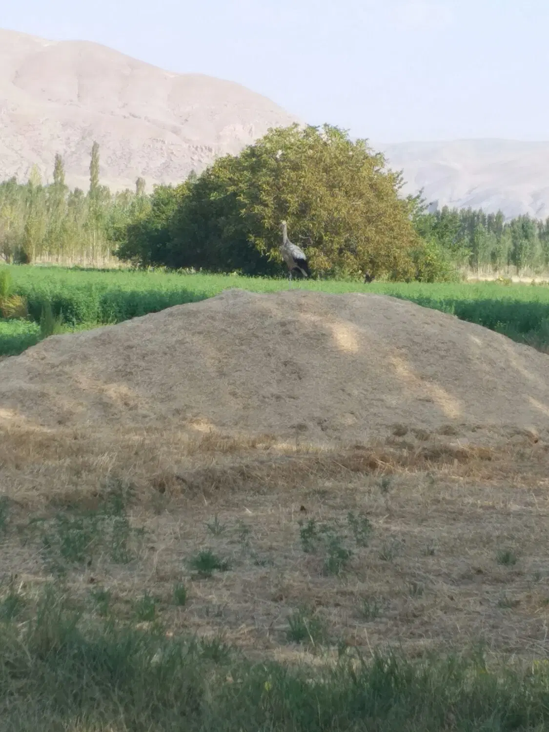 فروش زمین زراعی