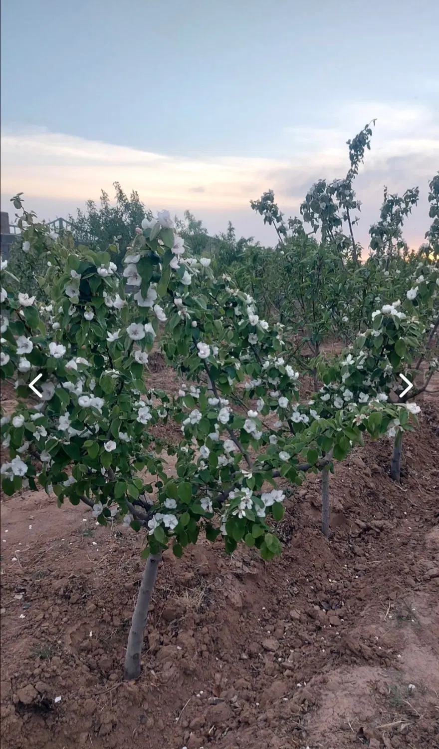 فروش باغچه های ۵۰۰متری،با سند تک برگ