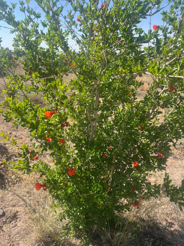 زمین هکتاری سند دار تهاتر با مغازه