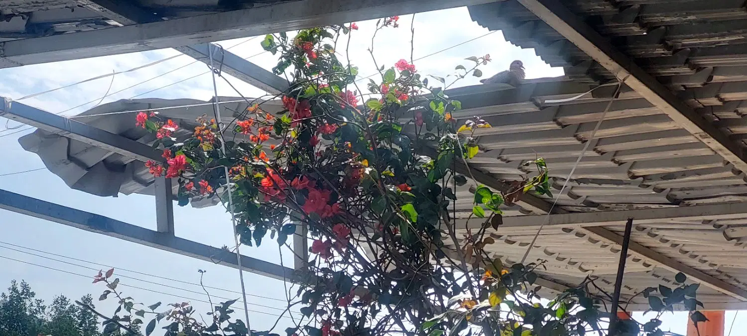 زمین کشاورزی باغی قابل تفکیلک به ۳پلاک