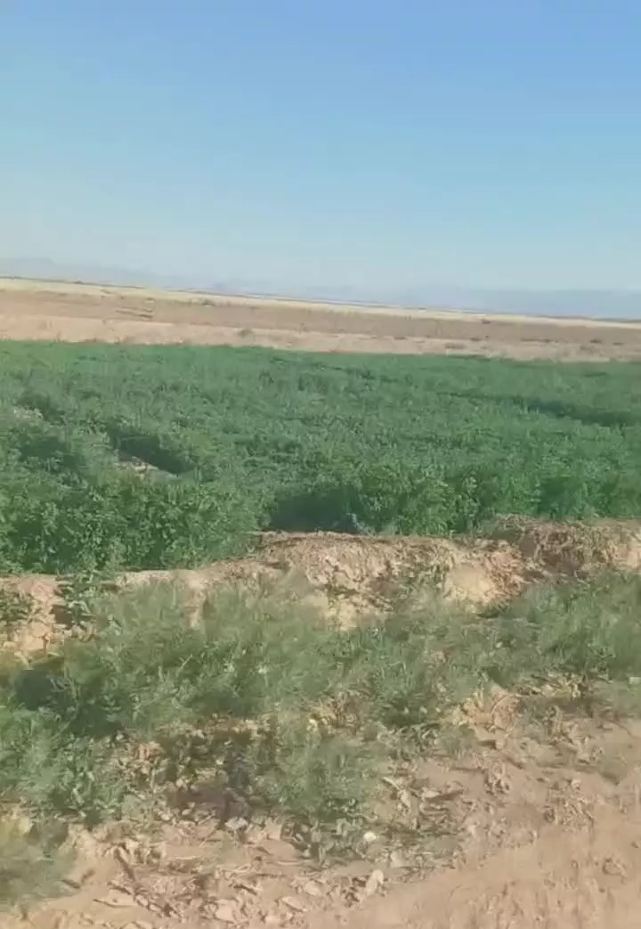 زمین کشاورزی با سند ۶دانگ