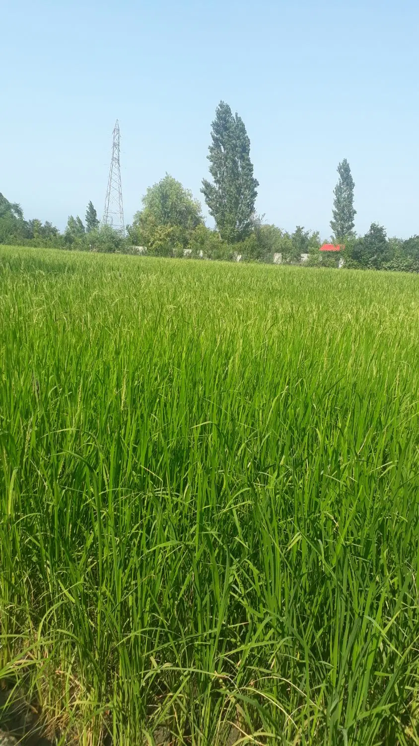 زمین شالیزاری