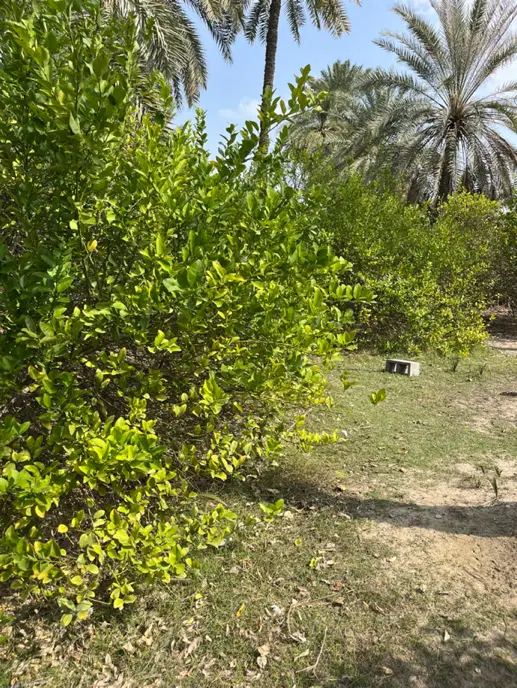 باغ انبه ولیمو گردشگری وتفریحی