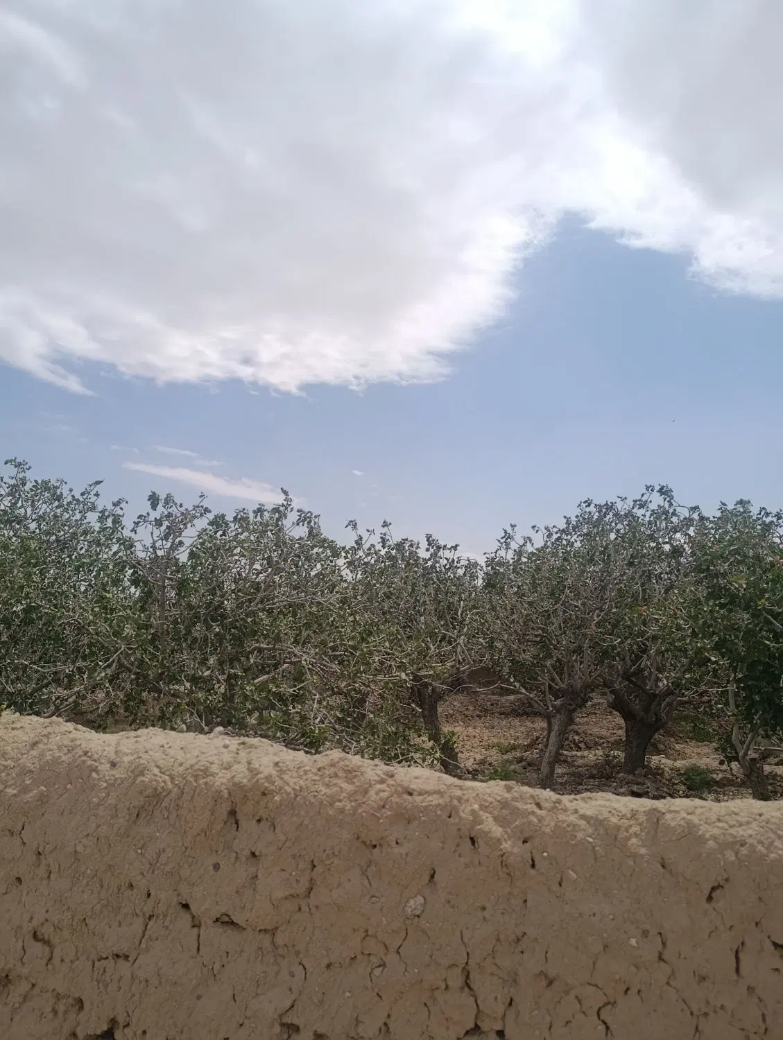 باغ پسته