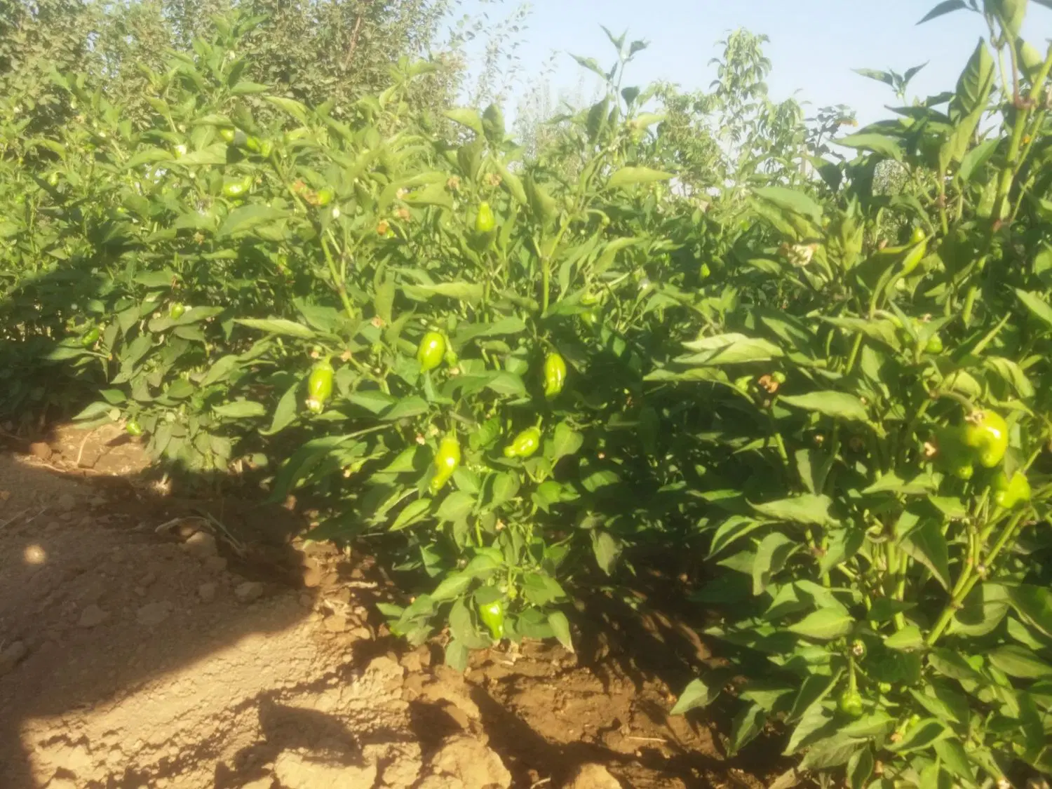 فروش باغ ۴۲۰۰ متر مربع