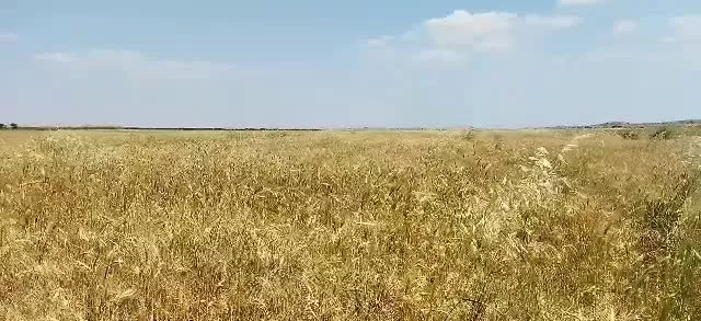 فروش زمین کشاورزی آبی قطعات 10 هکتار