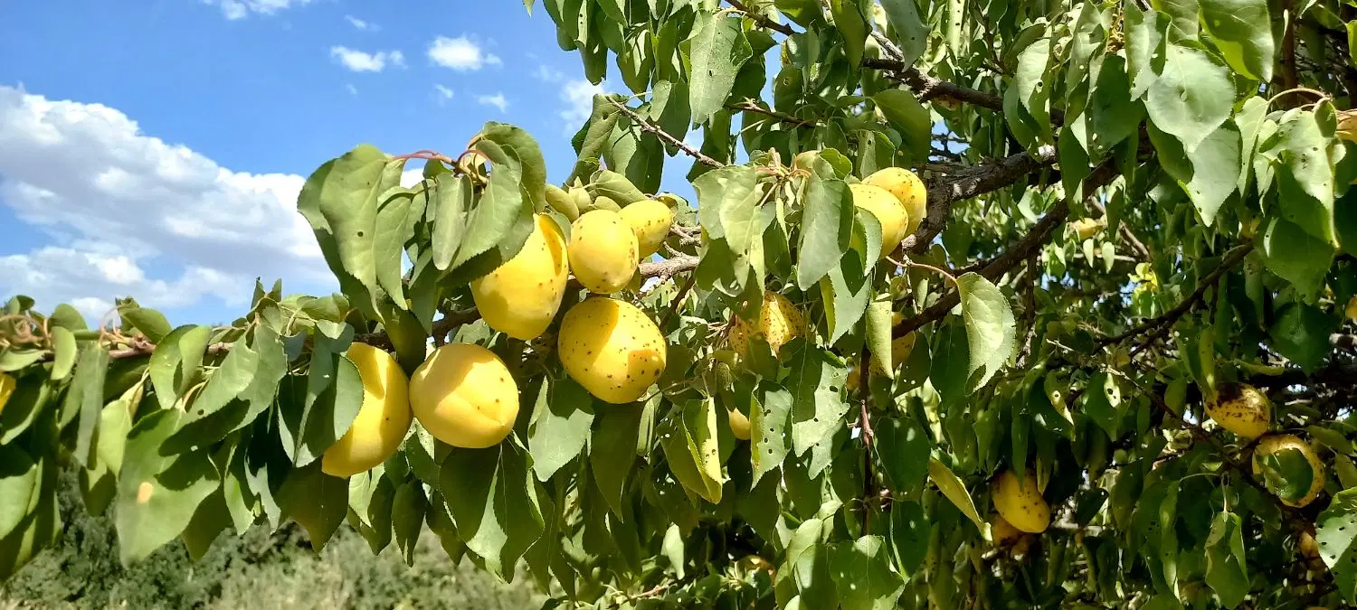 زمین حسن آباد