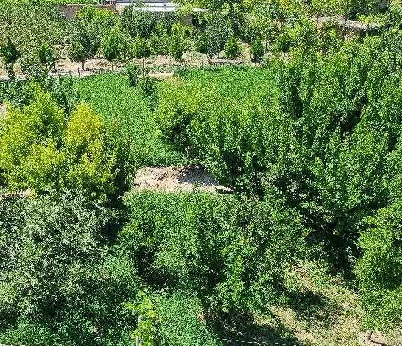 یک قطعه زمین باغ در سردرود مرکز شهر