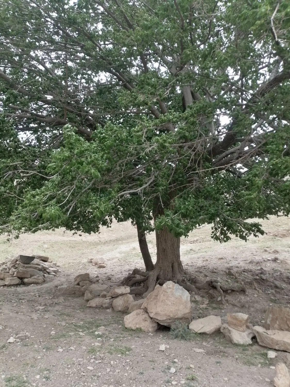 یه، قطعه زمین باغ