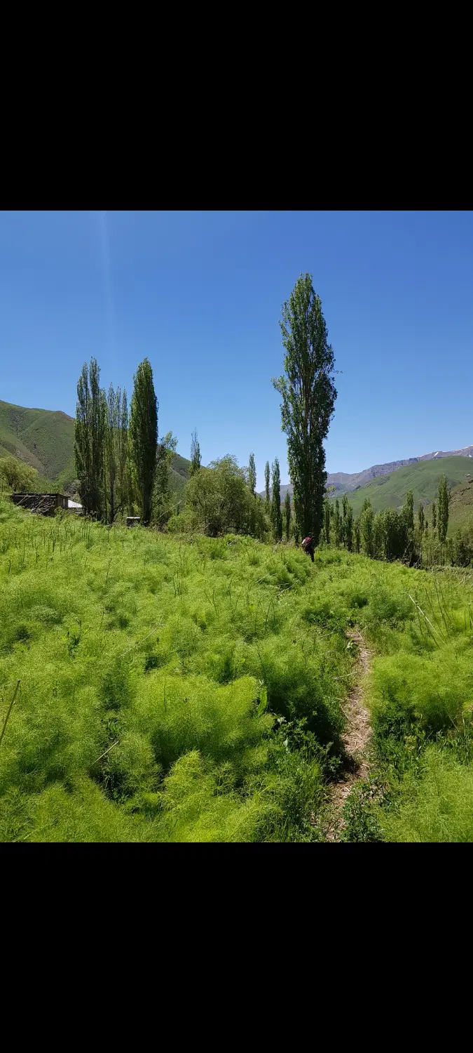 زمین کشاورزی