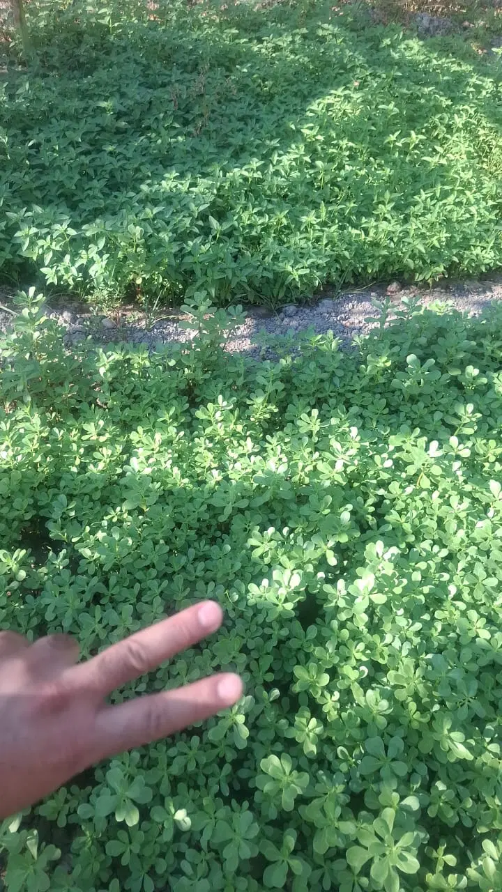 زمین باغی تجاری