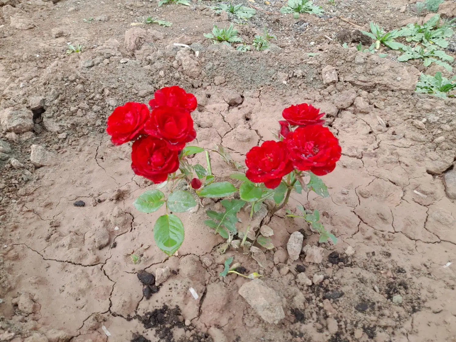 باسلام فروش خانه باغ به متراژ ۵۰۰ متر درپیرنج