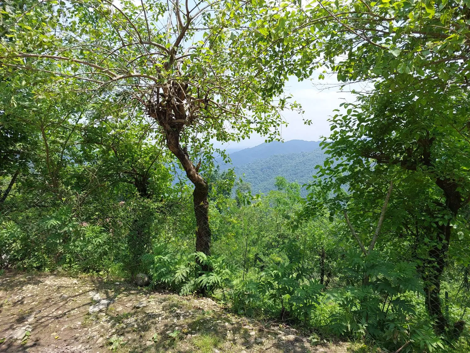 فروش زمین ۹۰۰ متری روستای بالابند