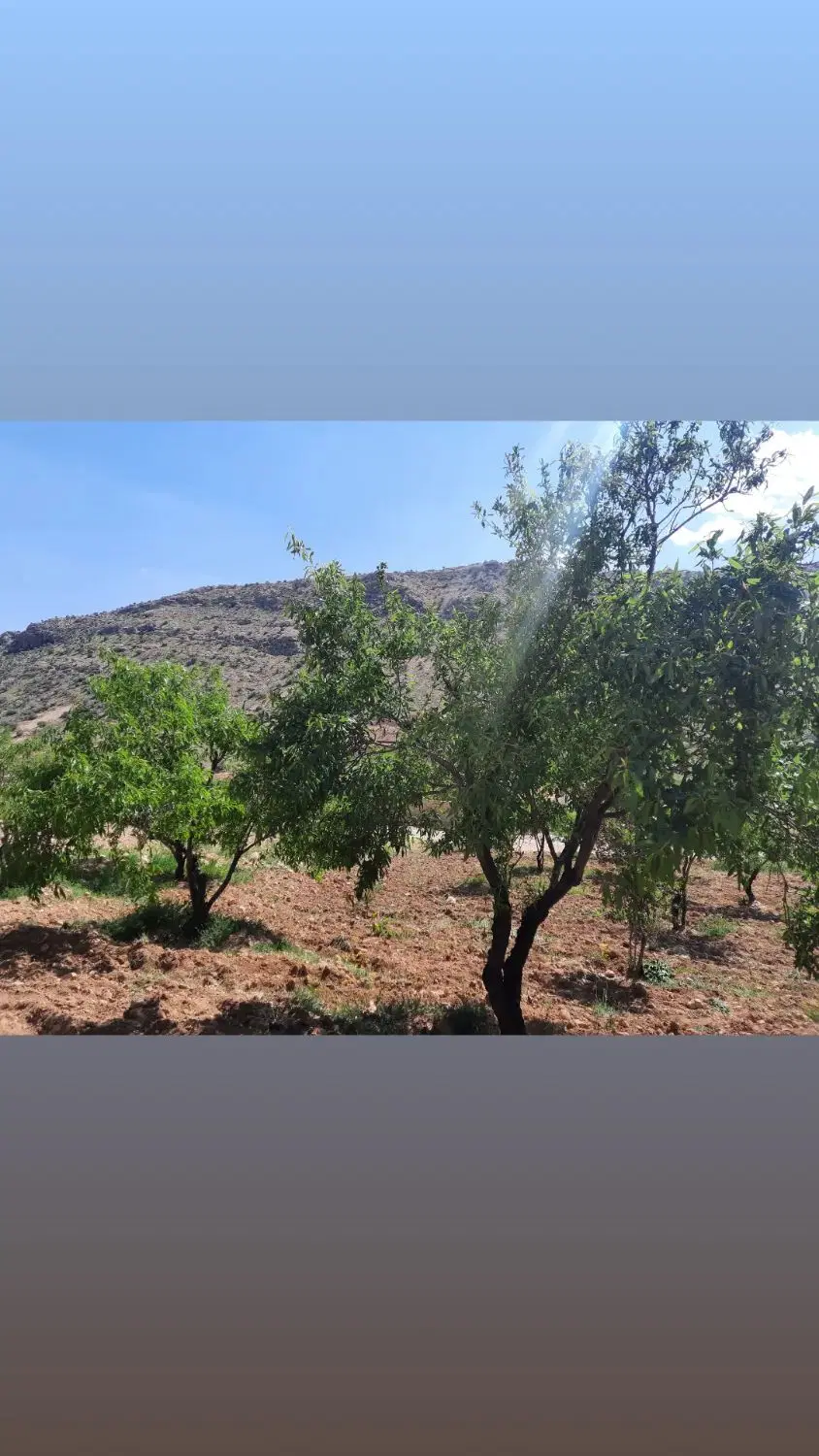۱۲۰۰مترباغ بادمی بروراه اصلی چنارک