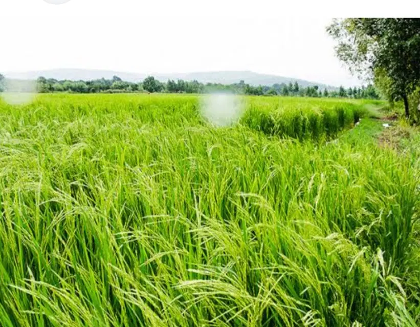 فروش زمین