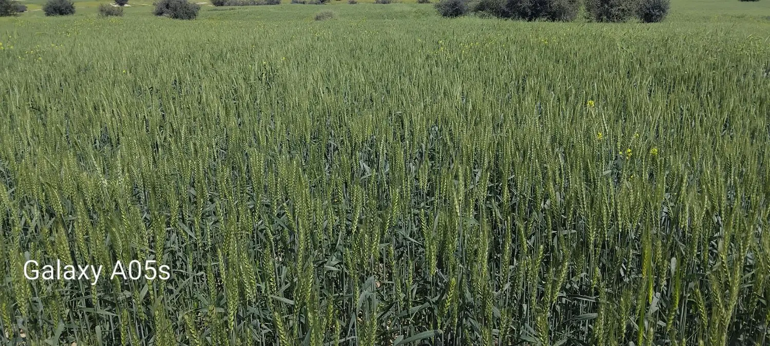 فورش زمین برنجی