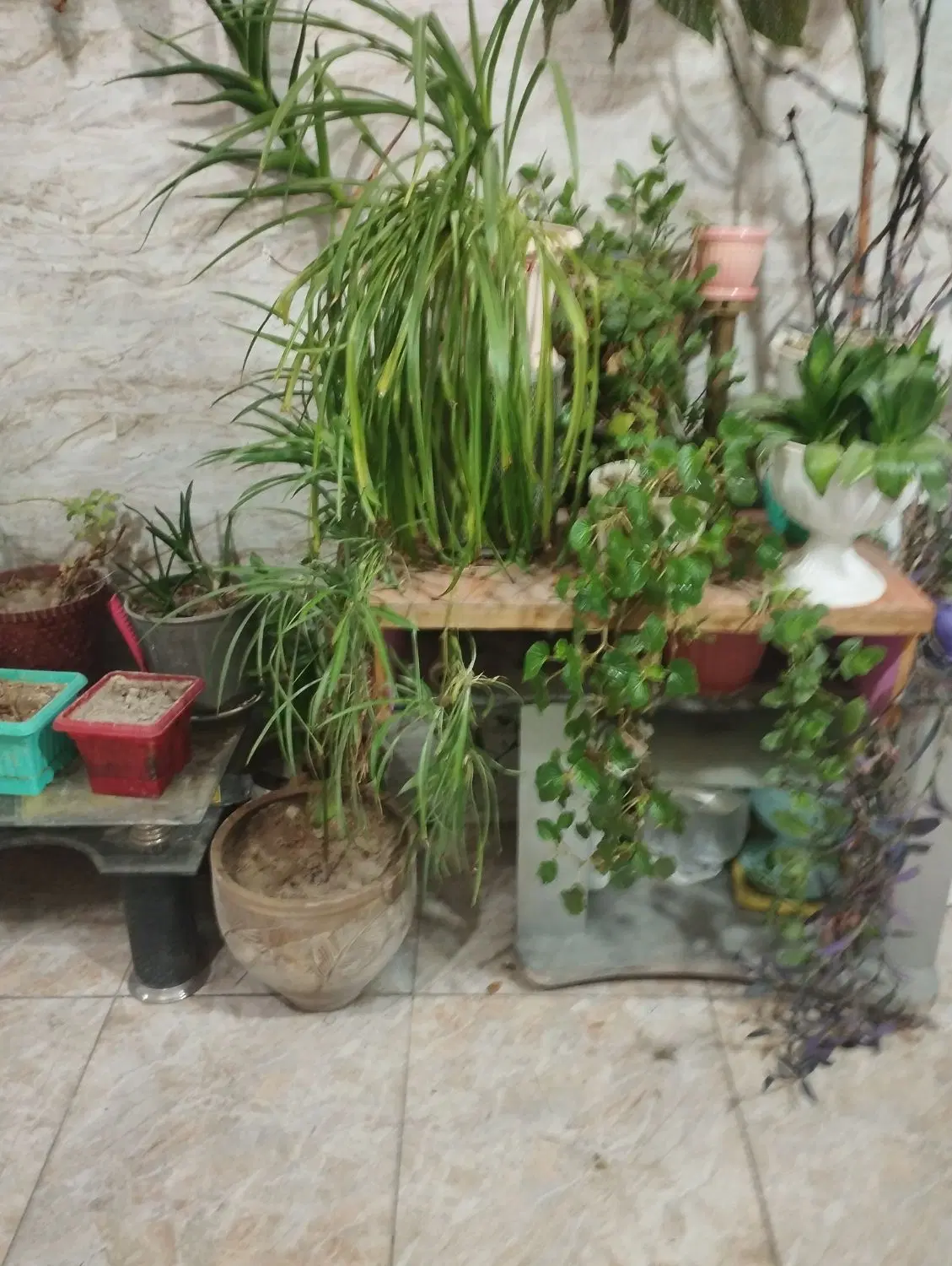 یک باب مغازه بهداشتی دارای سرویس بهداشتی