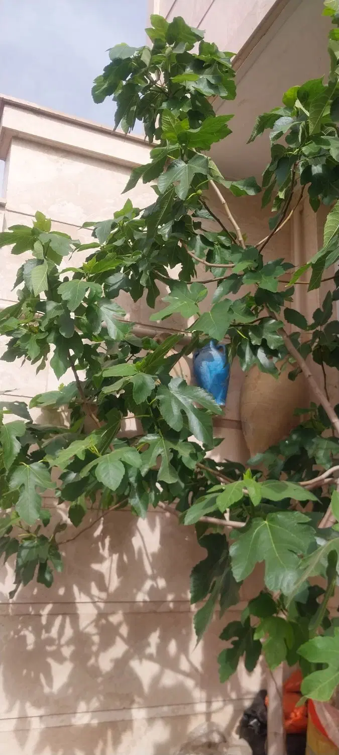 باغ انگور.در افچنگ
