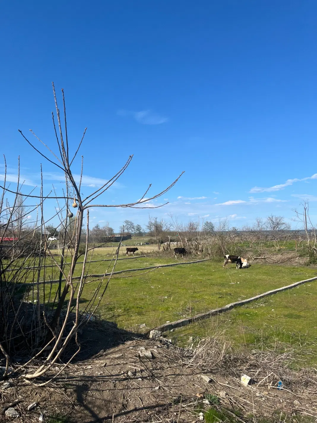 فروش زمین. روستای تکی  فوری فروشی اضطراری