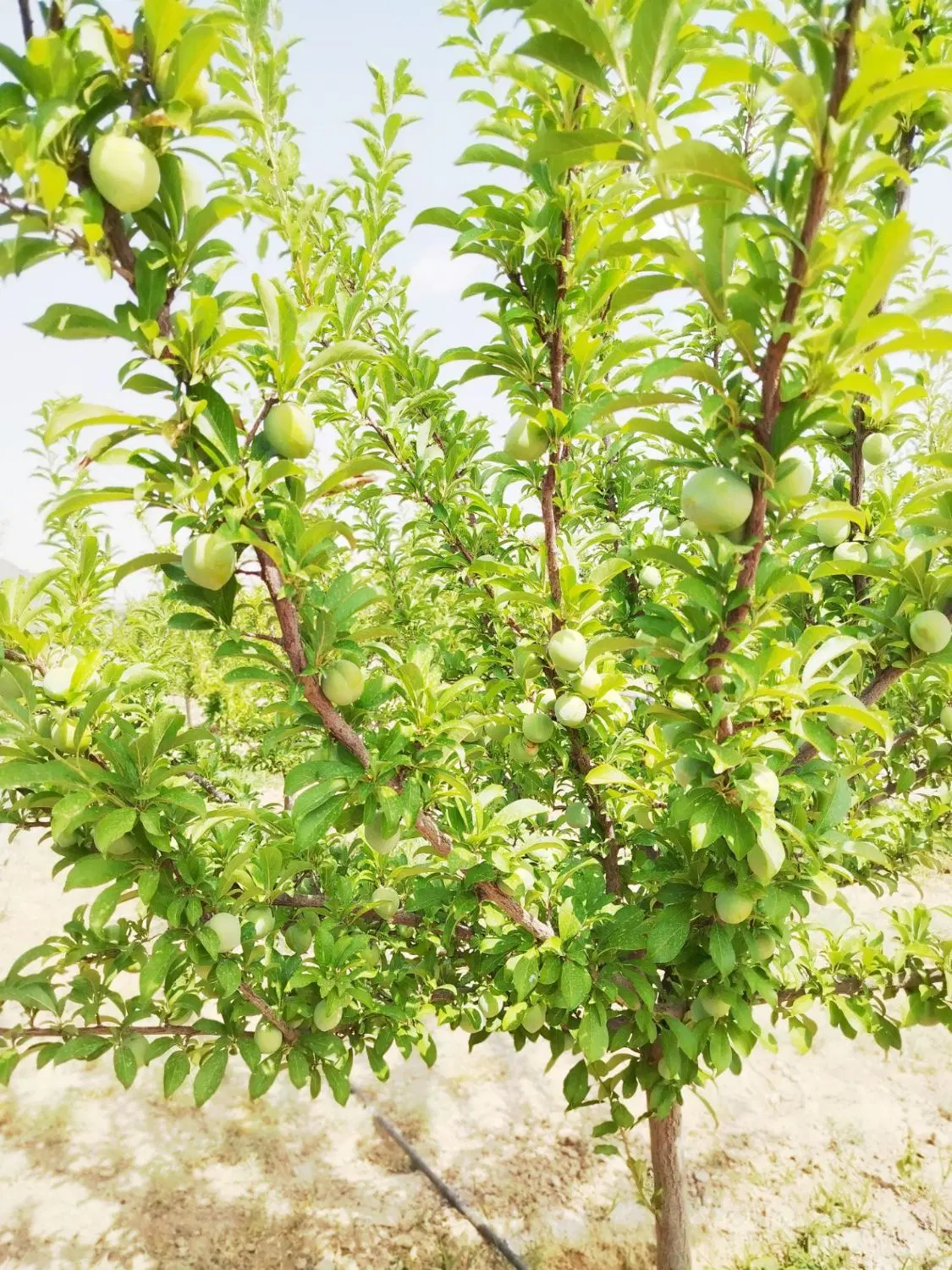 باغ ۱۰۰۰متری