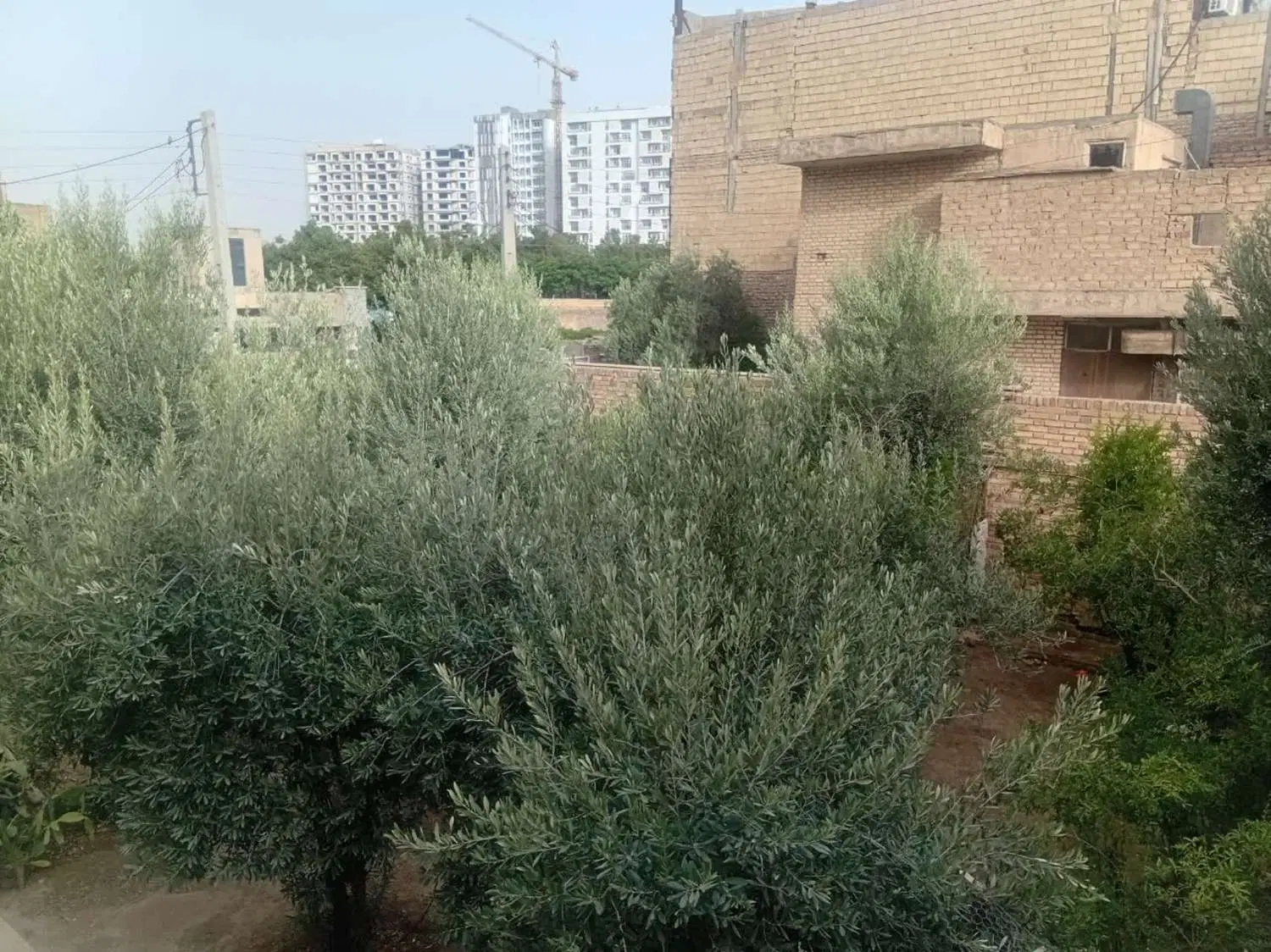 300 متر کافه رستوران ، گلخانه